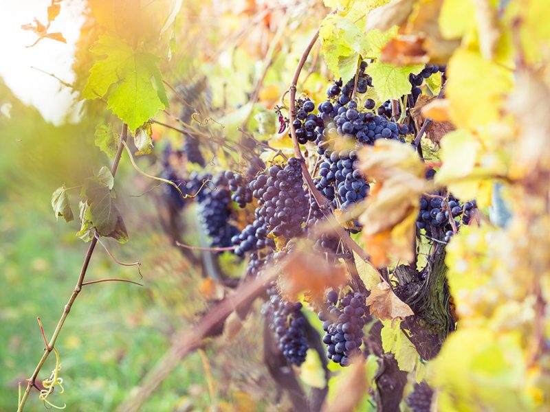 Growing grapes