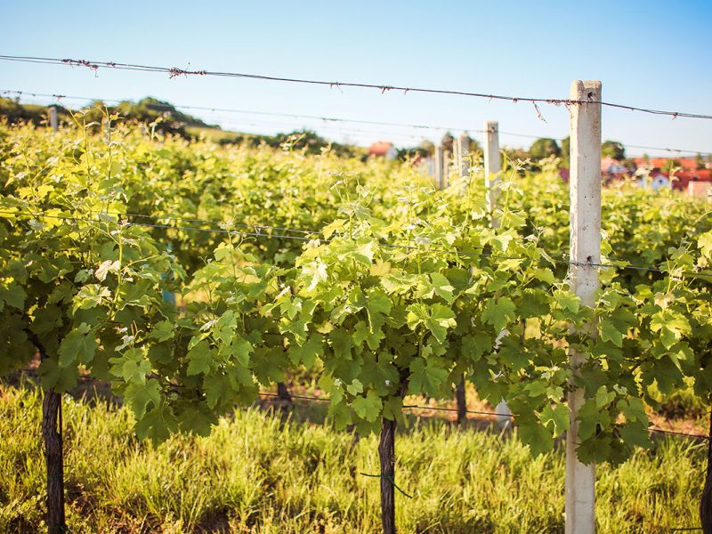 Growing grapes